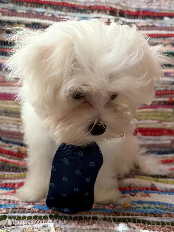 Colt – Maltese puppy for sale in Jerome, MI