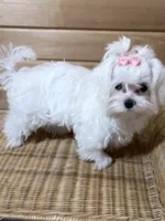 Rose, a female Maltese for sale in Jerome, MI – 2 of 3