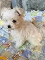 Peaches, a female Maltese for sale in Jerome, MI – 4 of 4