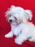 Shadow, a male Maltese for sale in Jerome, MI – Photo 2 of 2