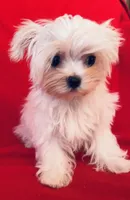 Shadow, a male Maltese for sale in Jerome, MI – Photo 1 of 2