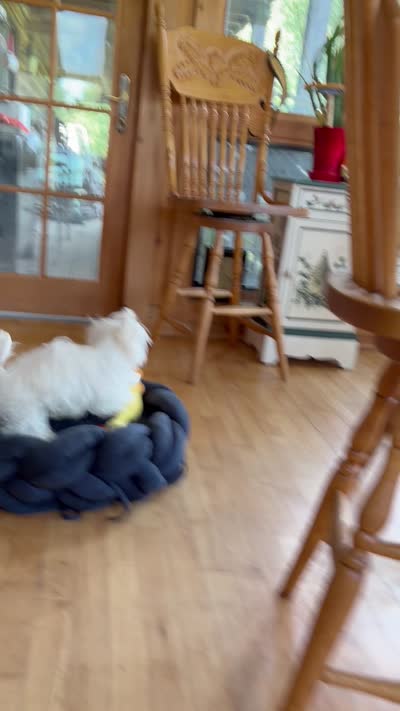 Rose, a female Maltese for sale in Jerome, MI – 3 of 3