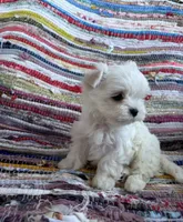 Guy, a male Maltese for sale in Jerome, MI – 3 of 3