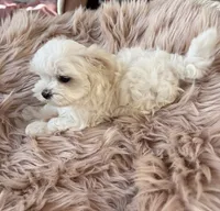 Cherri, a female Maltese for sale in Jerome, MI – 3 of 3