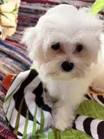 Colt, a male Maltese for sale in Jerome, MI – 2 of 4