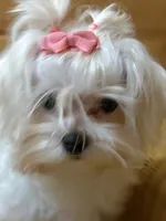 Rose, a female Maltese for sale in Jerome, MI – 1 of 3