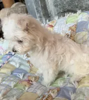 Peaches, a female Maltese for sale in Jerome, MI – 3 of 4