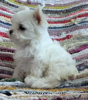 Guy, a male Maltese for sale in Jerome, MI – 2 of 3