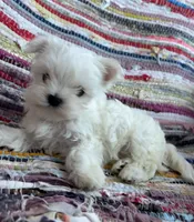 Guy, a male Maltese for sale in Jerome, MI – 1 of 3