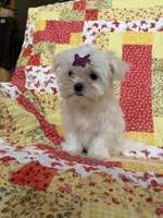 Iris, a female Maltese for sale in Jerome, MI – 2 of 2