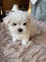 Lettuce, a female Maltese for sale in Jerome, MI – 1 of 4