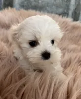 Cherri, a female Maltese for sale in Jerome, MI – 2 of 3