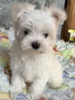 Peaches, a female Maltese for sale in Jerome, MI – 2 of 4