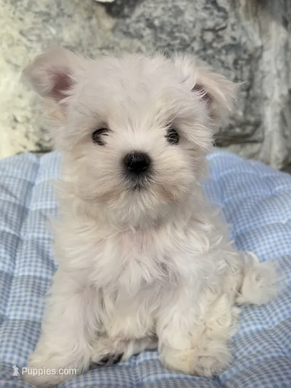 Guy – Maltese puppy on hold in Jerome, MI