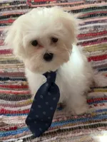 Colt, a male Maltese for sale in Jerome, MI – 3 of 4