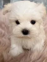 Lettuce, a female Maltese for sale in Jerome, MI – 2 of 4