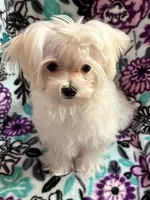 Winston, a male Maltese for sale in Jerome, MI – Photo 4 of 5