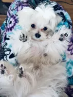 Winston, a male Maltese for sale in Jerome, MI – Photo 5 of 5