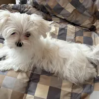 Winston, a male Maltese for sale in Jerome, MI – Photo 2 of 5
