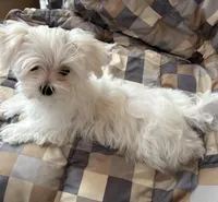 Winston, a male Maltese for sale in Jerome, MI – Photo 2 of 2