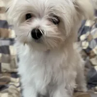 Winston, a male Maltese for sale in Jerome, MI – Photo 1 of 5