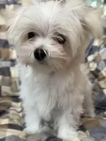 Winston, a male Maltese for sale in Jerome, MI – Photo 1 of 2