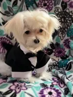 Winston, a male Maltese for sale in Jerome, MI – Photo 3 of 5