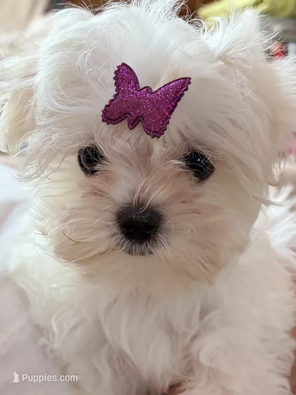 Iris – Maltese puppy on hold in Jerome, MI