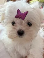 Iris, a female Maltese for sale in Jerome, MI – 1 of 2