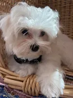 Colt, a male Maltese for sale in Jerome, MI – 4 of 4