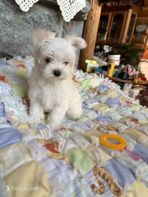 Peaches – Maltese puppy for sale in Jerome, MI