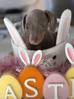 Fiona, a female Miniature Dachshund for sale in Beecher, IL – Photo 2 of 3