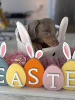 Fiona, a female Miniature Dachshund for sale in Beecher, IL – Photo 3 of 3