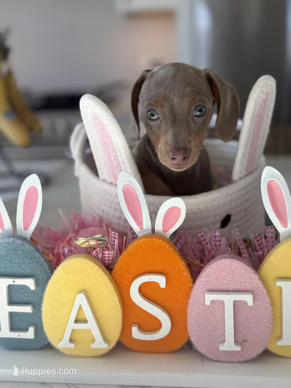 Fiona – Miniature Dachshund puppy for sale in Beecher, IL