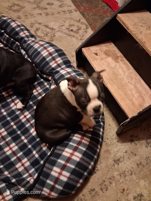 Zeus – Boston Terrier puppy for sale in Pensacola, FL