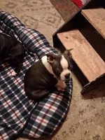Zeus, a male Boston Terrier for sale in Pensacola, FL – 1 of 2