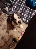 Zeus, a male Boston Terrier for sale in Pensacola, FL – 2 of 2