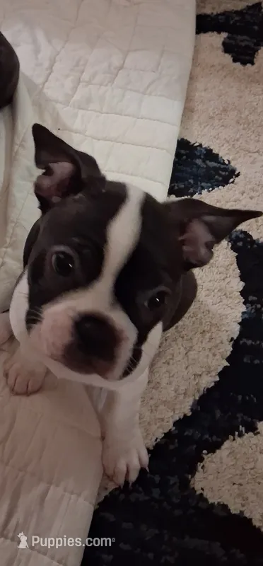 Zeus – Boston Terrier puppy for sale in Pensacola, FL