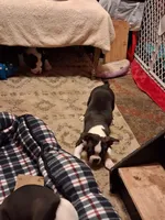 Spot, a male Boston Terrier for sale in Pensacola, FL – 1 of 1