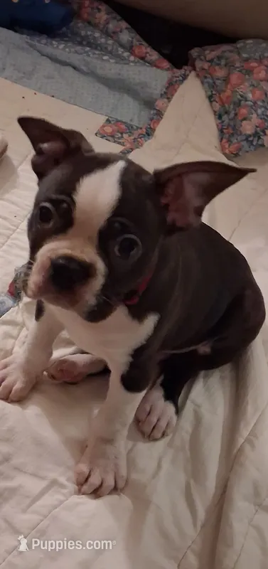 Spot – Boston Terrier puppy for sale in Pensacola, FL