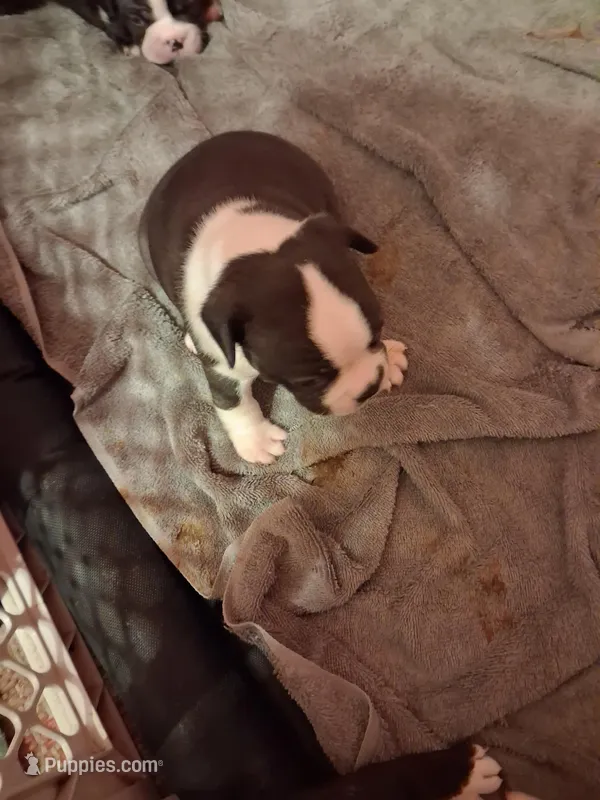 Tank – Boston Terrier puppy for sale in Pensacola, FL