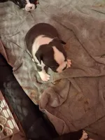Photo of Tank