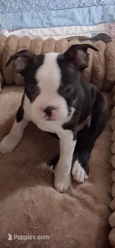 Tank – Boston Terrier puppy for sale in Pensacola, FL