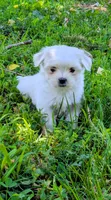 Dash, a male Maltese for sale in Salem, MO – 4 of 10