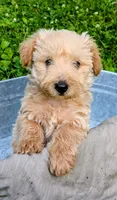 Oliver, a male Scottish Terrier and Poodle - Miniature  for sale in Salem, MO – 4 of 6