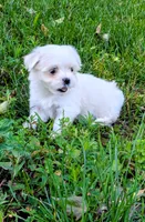 Dash, a male Maltese for sale in Salem, MO – 5 of 10