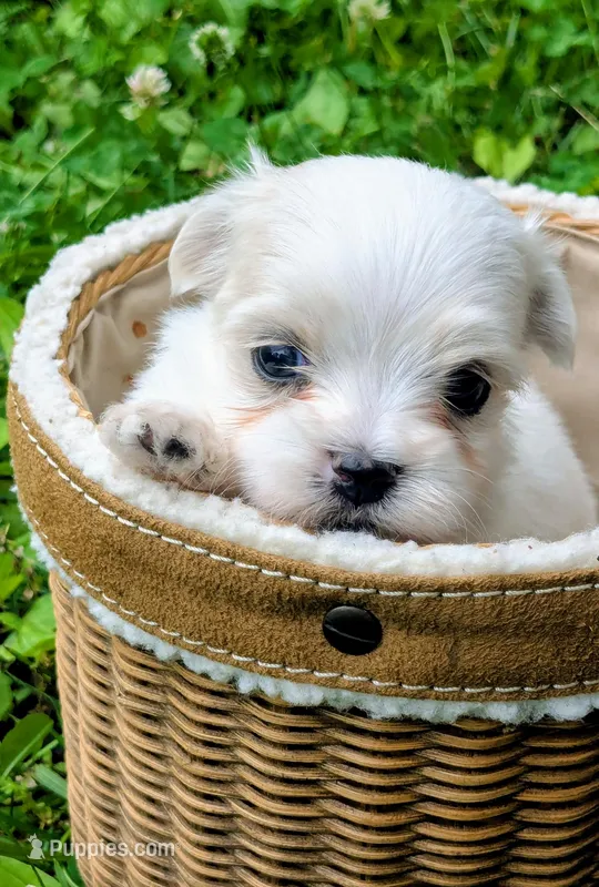 Dax – Maltese puppy for sale in Salem, MO