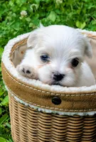 Dax, a male Maltese for sale in Salem, MO – 1 of 7
