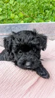 Dixie, a female Scottish Terrier and Poodle - Miniature  for sale in Salem, MO – 6 of 6