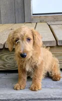 Tank, a male Scottish Terrier and Poodle - Miniature  for sale in Salem, MO – 4 of 6